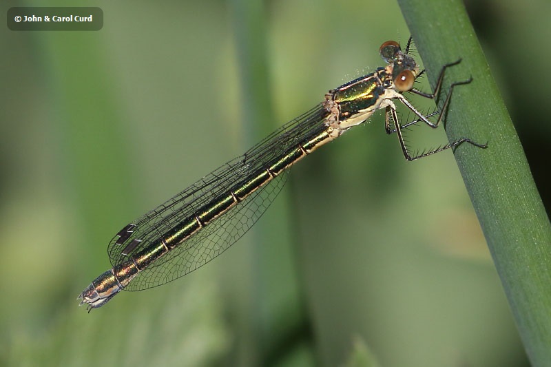 J18_1391 Lestes dryas female.JPG